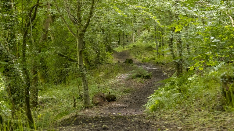Path through the woodland on the Dolaucothi estate, Carmarthenshire